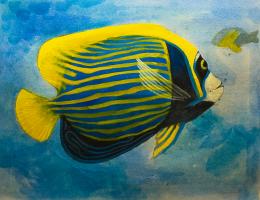 angelfish